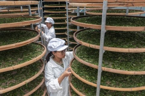 小罐茶 以科學革新中國茶產(chǎn)業(yè)，破局傳統(tǒng)加工三座大山