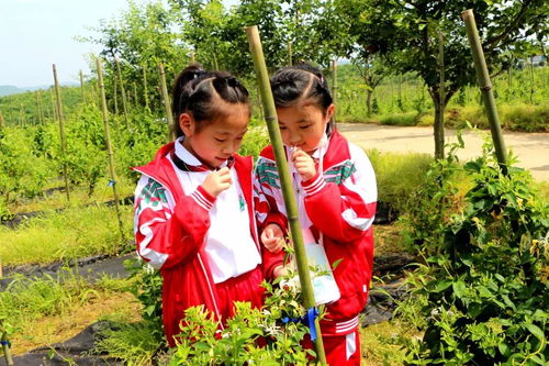 九江市外國語實(shí)驗(yàn)小學(xué)到禮淶景區(qū)開展 踐行勞動(dòng)教育,傳承農(nóng)耕文化 主題活動(dòng)